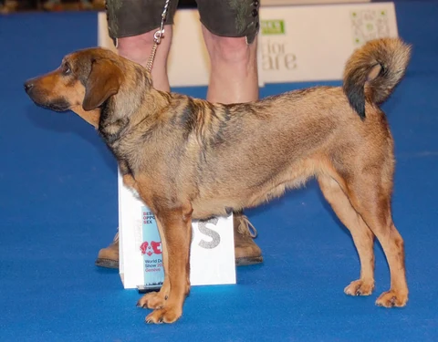 Reddish-brown Austrian Pinscher with dark coat markings standing on a blue floor.