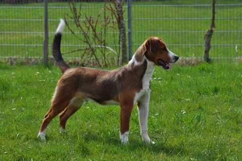 Brown and white Austrian Pinscher standing in grass in front of a fence.