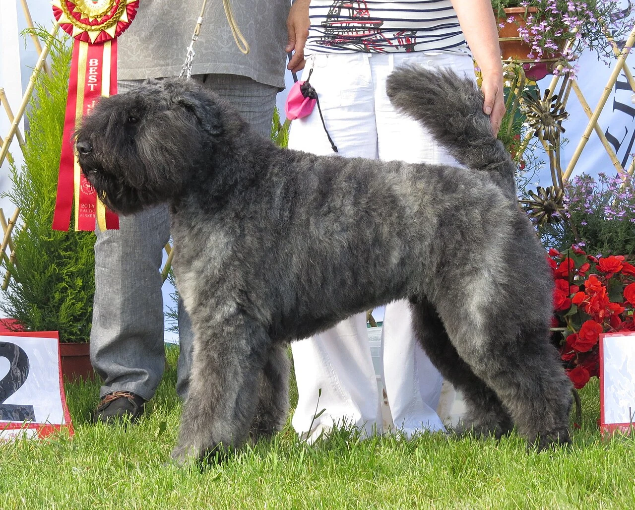 Grey Bouvier des Flandres standing on grass in front of two people.