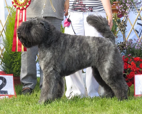 Grauer Bouvier des Flandres steht auf Gras vor zwei Personen.