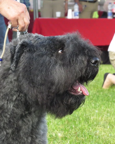 Head of a dark Bouvier des Flandres with a visible eye and thick beard.