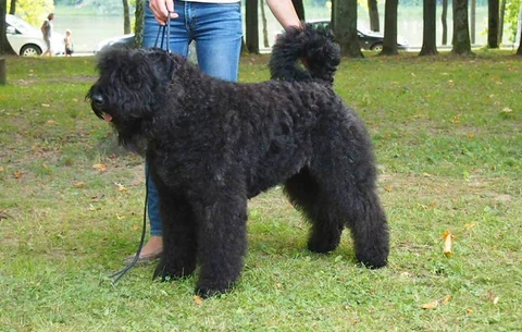 Black Bouvier des Flandres standing on a lead among trees.