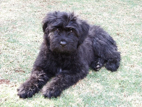 Young black Bouvier des Flandres lying in grass with its front paws stretched out.