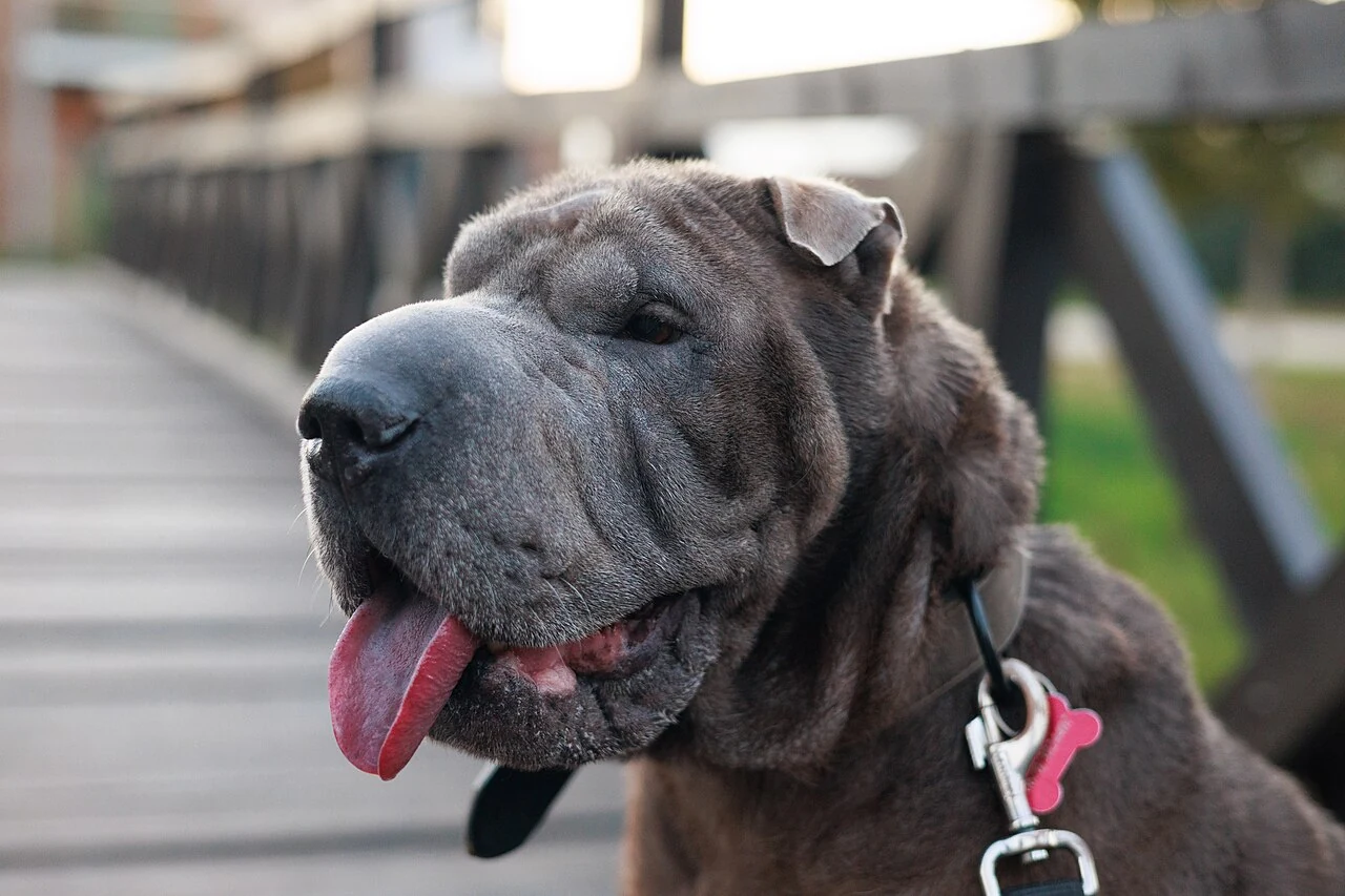 Grauer Shar Pei mit sichtbarer Zunge und Halsband im Porträt.