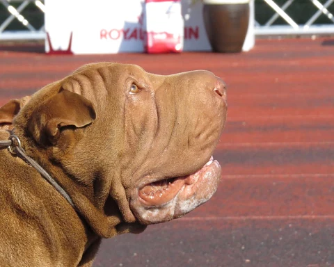 Kopf eines hellbraunen Shar Pei mit kurzem Ohr und sichtbarem Auge in Seitenansicht.