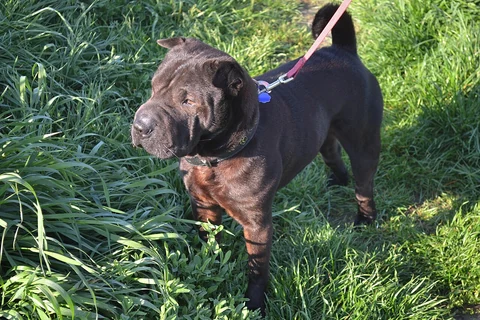 Dunkelbrauner Shar Pei steht an einer roten Leine im hohen Gras.