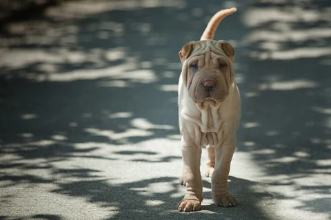 Junger hellbrauner Shar Pei läuft auf einem schattigen Weg zur Kamera.