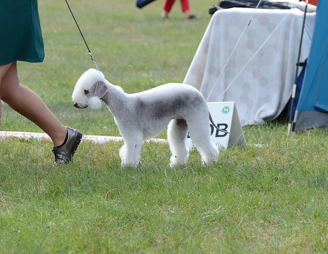 Hellgrauer Bedlington Terrier mit geschnittenem Fell steht auf Gras.