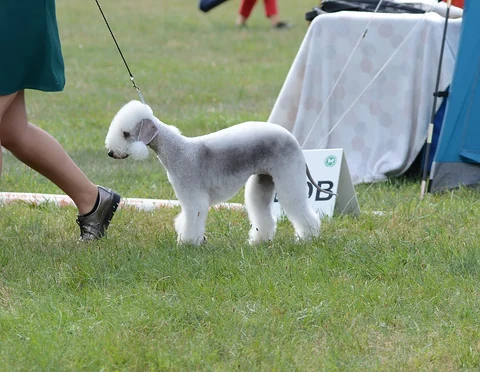 Light-grey Bedlington Terrier with a trimmed coat standing on grass.