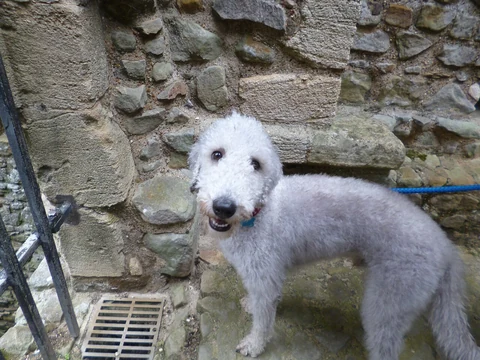 Grauer Bedlington Terrier mit lockigem Fell schaut vor einer Steinmauer zur Kamera.