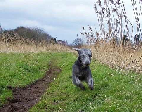 Grauer Bedlington Terrier läuft auf einem Weg zwischen Gras und Schilf.