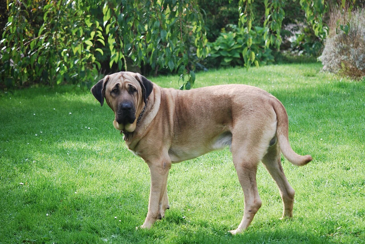 Falbfarbener Broholmer mit schwarzer Schnauze steht auf einer Wiese.