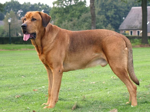 Rötlich brauner Broholmer steht seitlich auf einer Wiese.