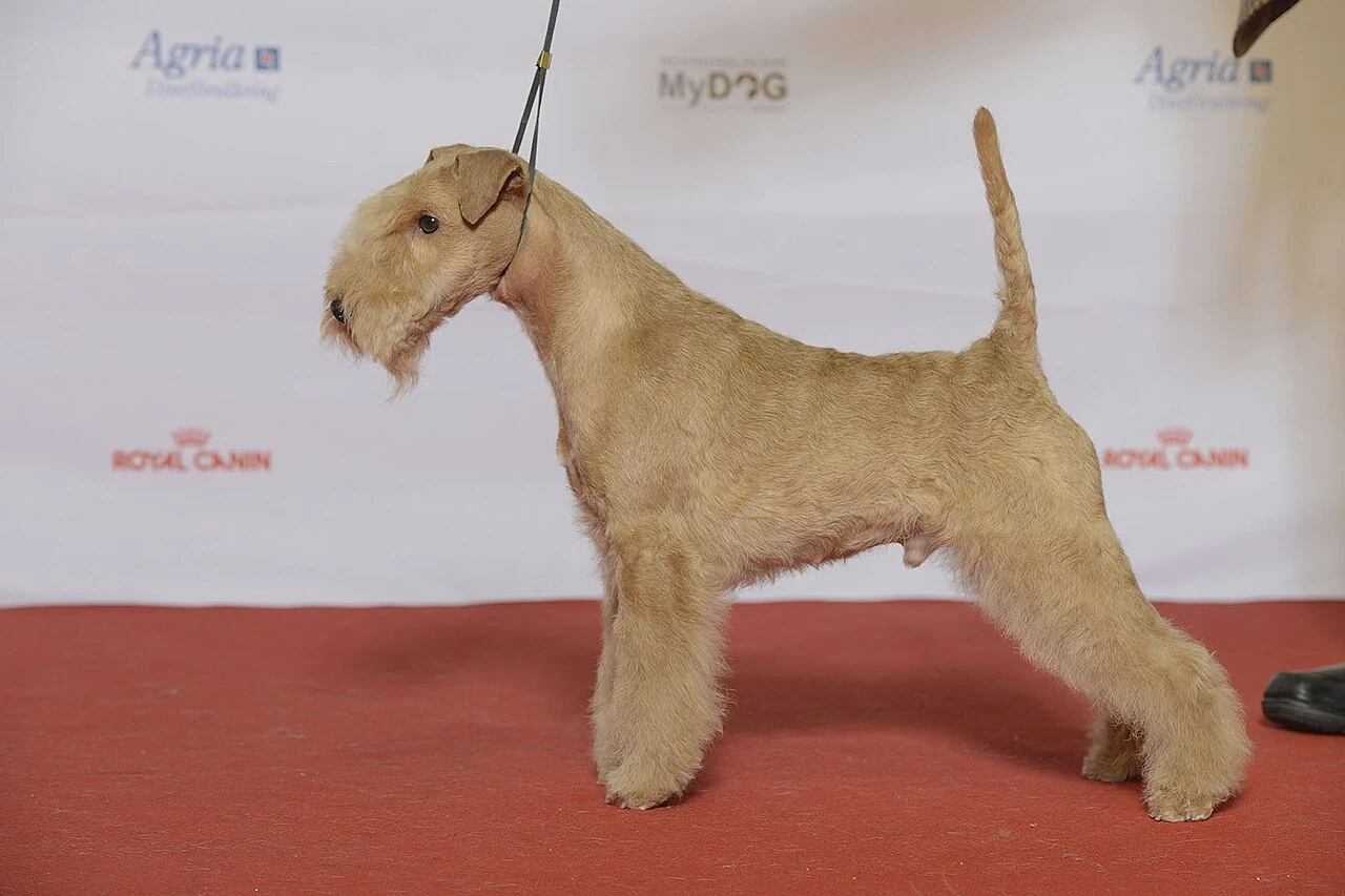 Falbfarbener Lakeland Terrier steht seitlich auf einem roten Ausstellungsboden.