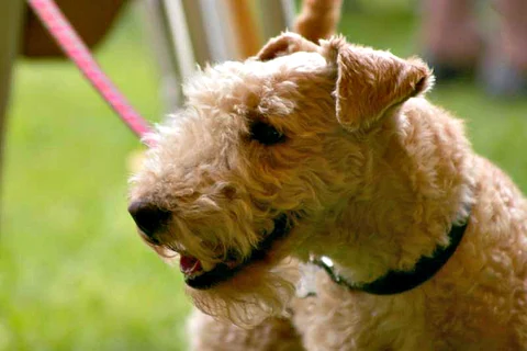 Brauner Lakeland Terrier trägt im Freien ein Halsband mit Leine.