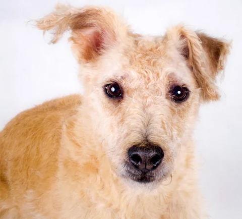 Heller Lakeland Terrier mit lockigem Gesichtsfell schaut vor einem weißen Hintergrund zur Kamera.