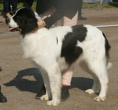 Schwarzweißer Landseer steht an der Leine vor einer Person im Freien.