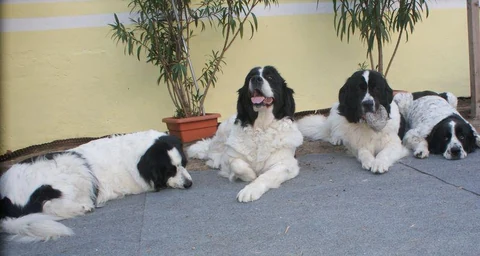 Vier schwarzweiße Landseer liegen zusammen auf einer Terrasse.