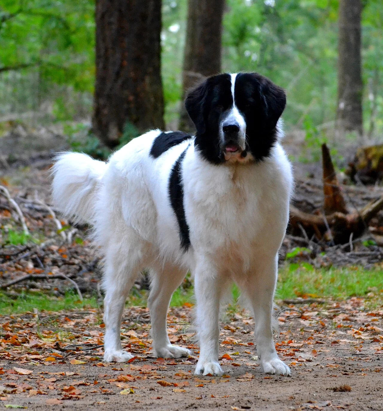 Schwarzweißer Landseer steht auf einem Waldweg und schaut zur Kamera.