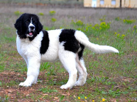 Junger schwarzweißer Landseer steht auf einer Wiese und schaut zur Kamera.