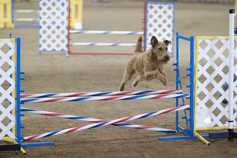 Irish Terrier springt über eine Stange auf einem Agilityparcours.