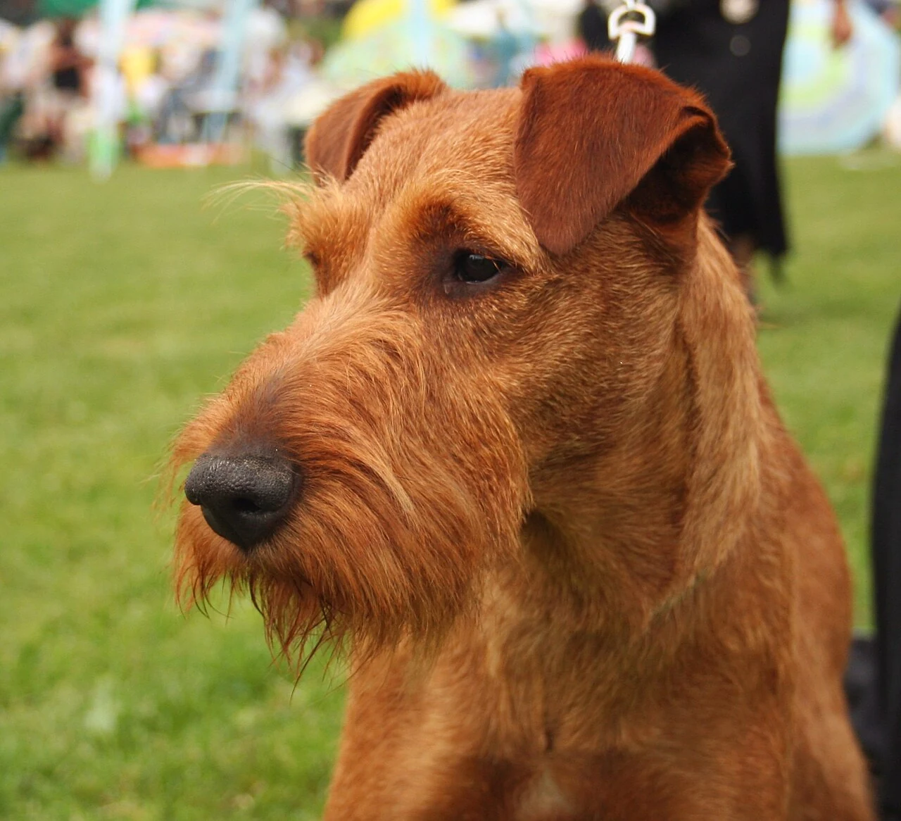 Irish Terrier mit rotem Fell und gefalteten Ohren in Nahaufnahme.