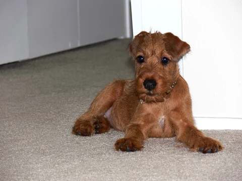 Irish Terrier Welpe liegt auf einem Teppich neben einer weißen Wand.