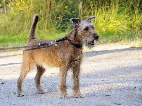 Irish Terrier steht mit Leine auf einem hellen Weg vor Pflanzen.
