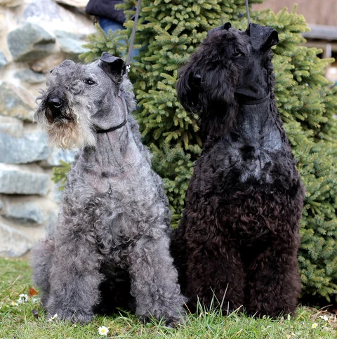 Ein hellgrauer und ein dunkler Kerry Blue Terrier sitzen nebeneinander im Freien.