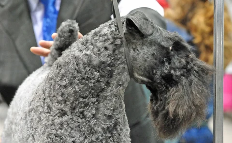 Grauer Kerry Blue Terrier mit langem Bart ist von der Seite zu sehen.