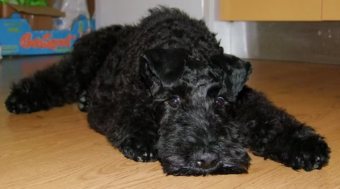 Dunkler Kerry Blue Terrier Welpe liegt mit ausgestreckten Vorderpfoten auf Holzboden.
