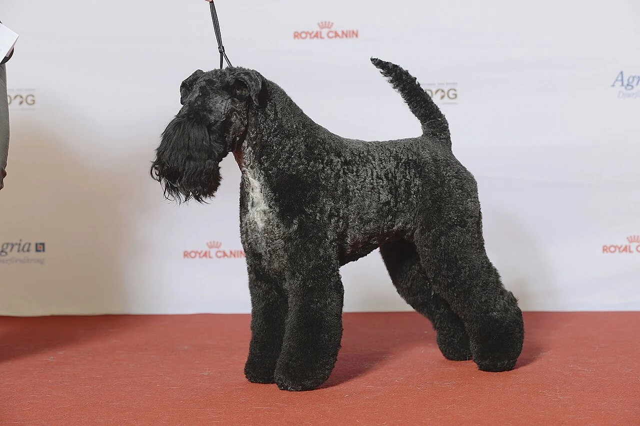 Kerry Blue Terrier mit dunklem, geschnittenem Fell steht auf rotem Boden.