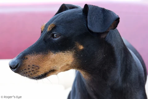 Kopf eines schwarzbraunen Manchester Terriers mit gefalteten Ohren in Nahaufnahme.
