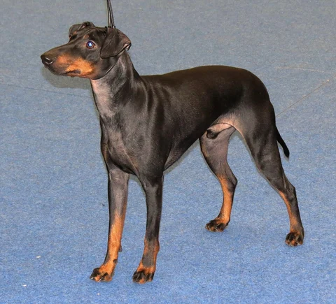 Schwarzbrauner Manchester Terrier steht auf blauem Boden und schaut zur Seite.