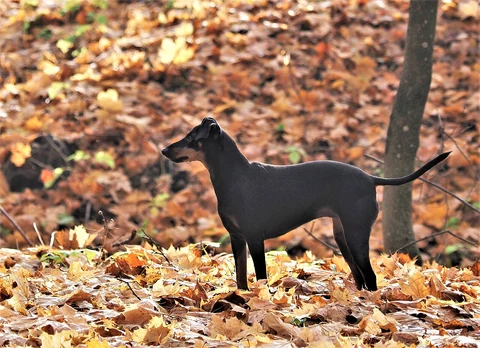 Schwarzbrauner Manchester Terrier steht zwischen Herbstblättern im Wald.