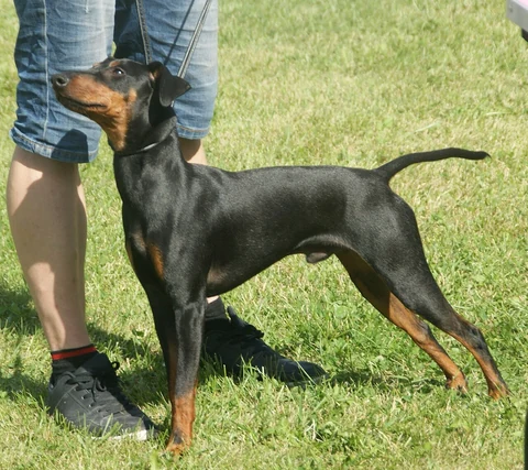 Manchester Terrier steht auf Gras neben einer Person, sein Körper ist seitlich zu sehen.