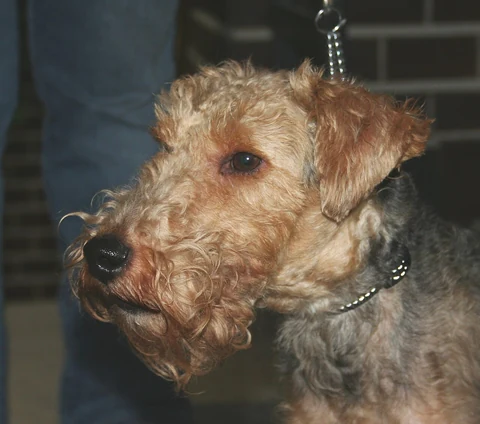 Nahaufnahme eines Welsh Terriers mit braunem Bart und gefaltetem Ohr.