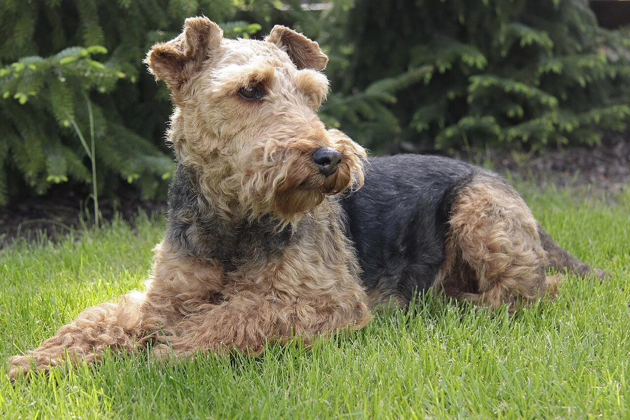 Welsh Terrier mit schwarzem Rücken und braunem Kopf liegt im Gras.