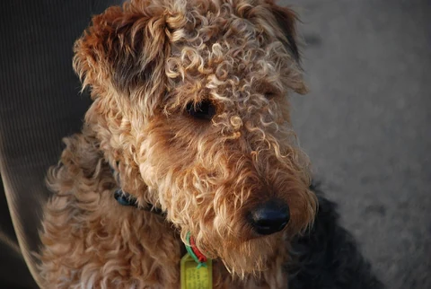 Welsh Terrier mit braunem Bart blickt schräg nach unten.