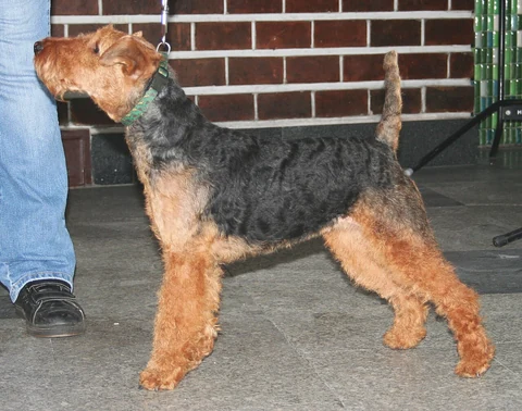 Welsh Terrier steht seitlich neben einer Person vor einer Backsteinwand.