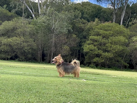 Die Körperform des Australian Terriers in Seitenansicht.