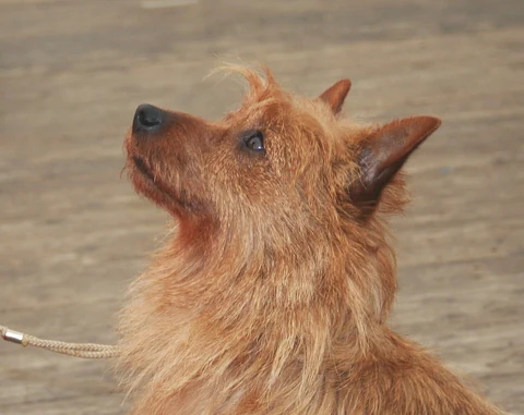 Kopf und raues Fell eines roten Australian Terriers.