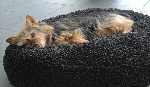 Ein Australian Terrier ruht auf einem Kissen.