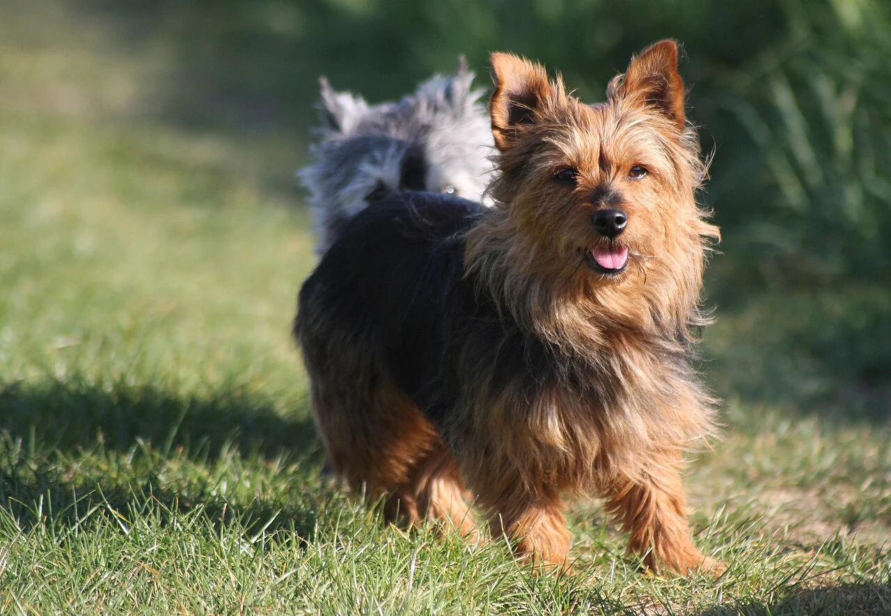 Ein Australian Terrier läuft über eine Wiese.