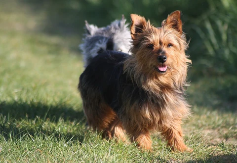 Ein Australian Terrier läuft über eine Wiese.