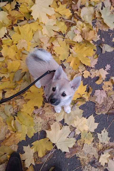 Ein junger Norwegischer Buhund zwischen bunten Herbstblättern.