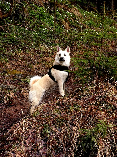 Ein Norwegischer Buhund steht mit Geschirr im Wald.