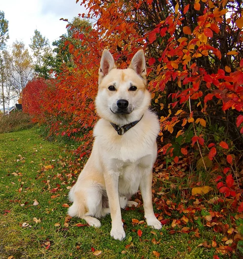 Ein Norwegischer Buhund sitzt vor einer Hecke mit roten Herbstblättern.