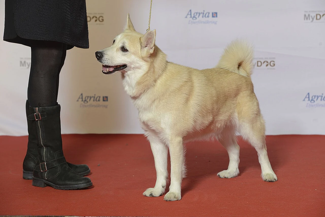 Ein weizenfarbener Norwegischer Buhund auf einer Hundeausstellung.