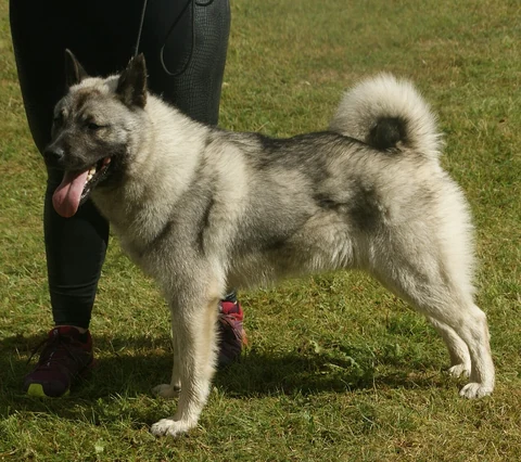 Ein Norwegischer Elchhund steht neben seinem Vorführer auf einer Hundeausstellung.